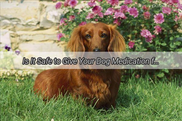 Is It Safe to Give Your Dog Medication for Diarrhea Find Out Now